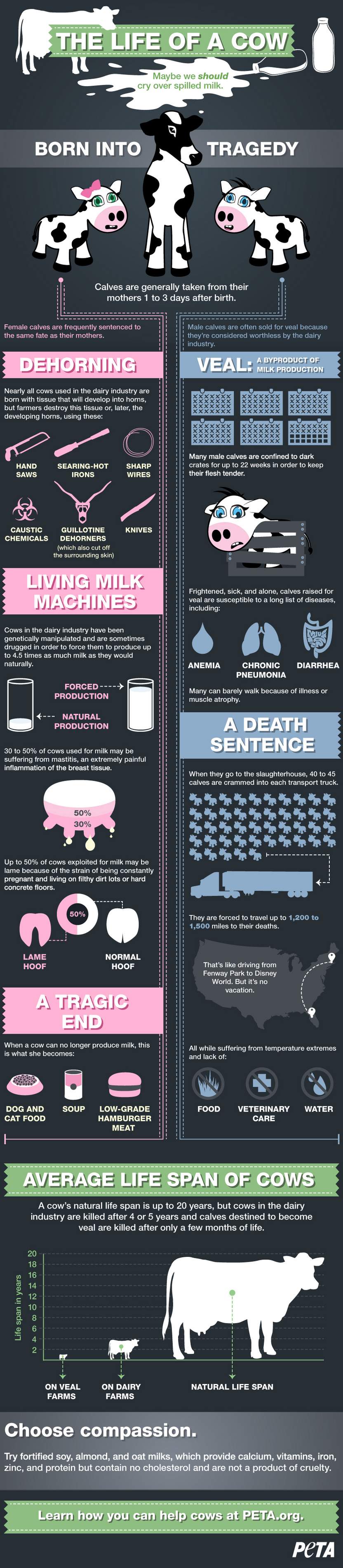 Life of a Dairy Cow